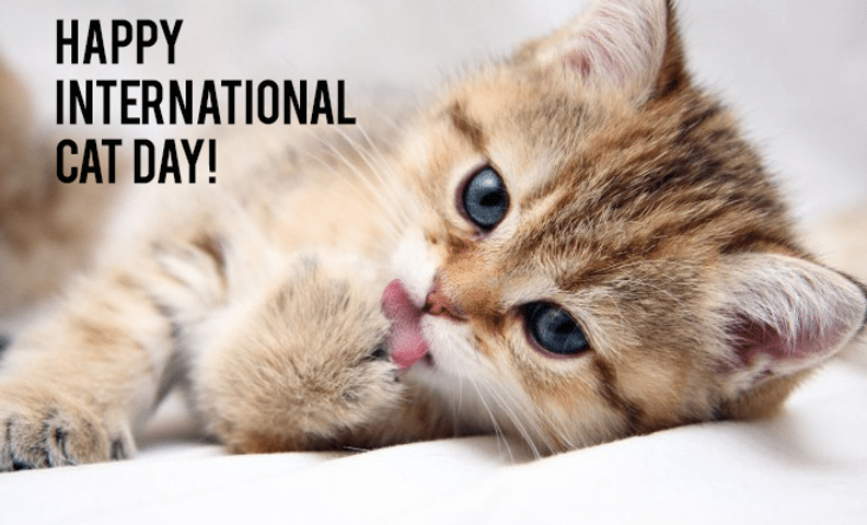 International Cat Day - onlymessages