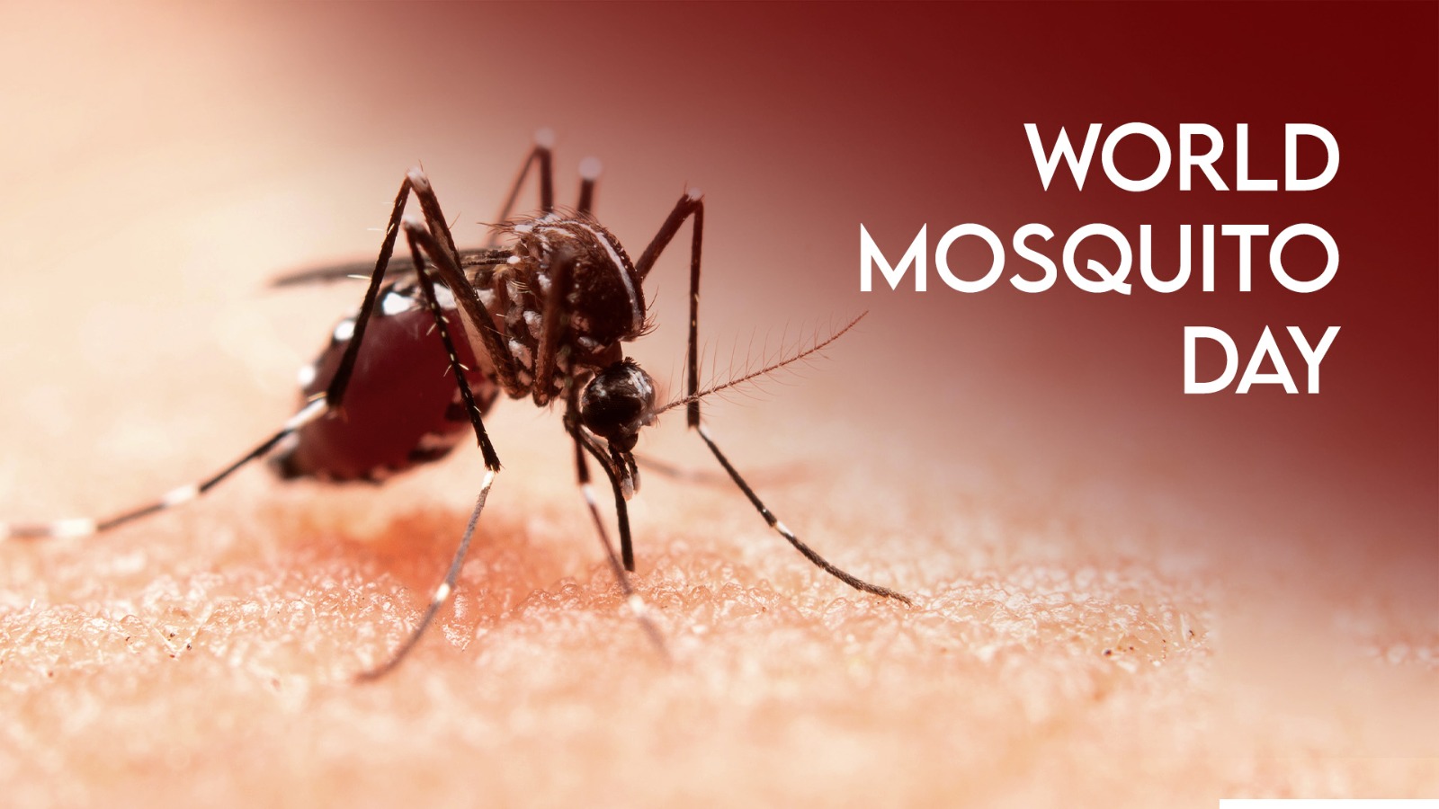 World Mosquito Day - OnlyMessages