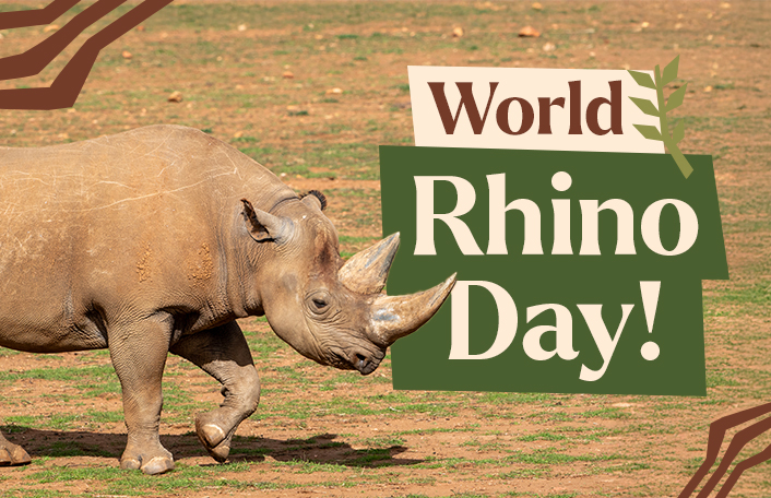 World Rhino Day - OnlyMessages